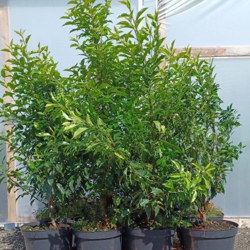 10 x Portuguese Laurel - Prunus Lusitanica 90/120cm Pot Grown - ScotPlants Direct UK
